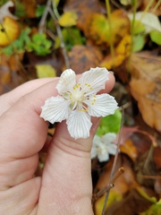 Parnassia asarifolia