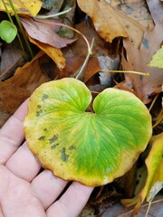 Parnassia asarifolia