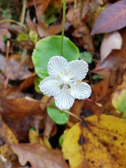 Parnassia asarifolia