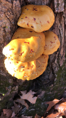 Pholiota aurivella