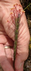 Struthiola tomentosa