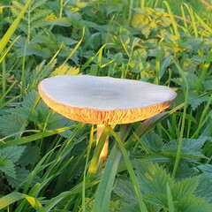 Volvopluteus gloiocephalus