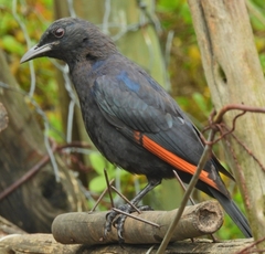 Onychognathus morio morio