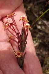 Struthiola tomentosa