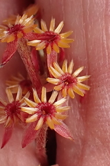 Struthiola tomentosa