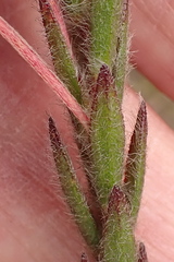 Struthiola tomentosa