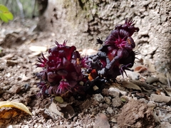 Bdallophytum americanum