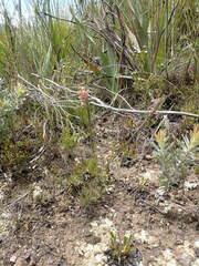 Struthiola tomentosa