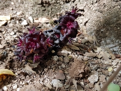 Bdallophytum americanum
