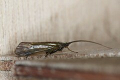 Limnephilus auricula