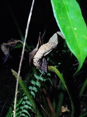 Cyrtosperma merkusii