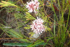 Serruria rubricaulis