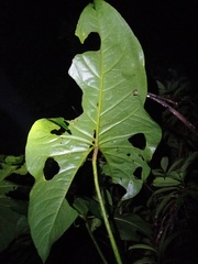 Cyrtosperma merkusii