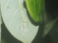 Scytodes pallida