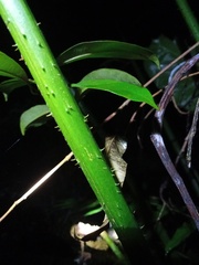 Cyrtosperma merkusii