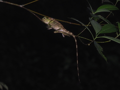 Gonocephalus liogaster