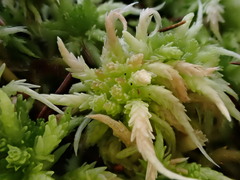 Sphagnum centrale
