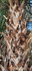 Arecaceae
