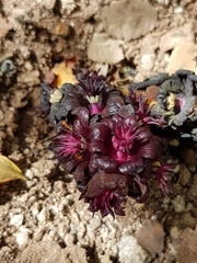 Bdallophytum americanum