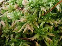 Sphagnum centrale