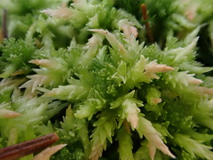 Sphagnum centrale