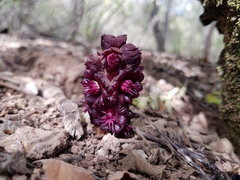 Bdallophytum americanum