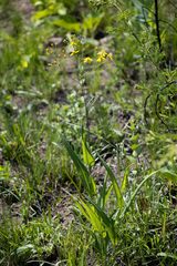Senecio bupleuroides