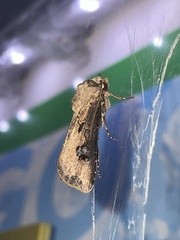 Agrotis