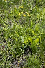 Senecio bupleuroides