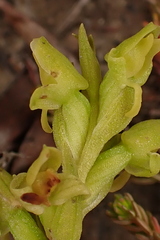 Disa cylindrica
