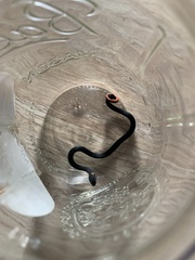 Diadophis punctatus punctatus