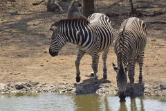 Equus quagga crawshayi