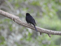 Melaenornis pammelaina