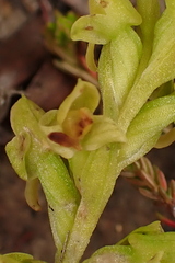 Disa cylindrica