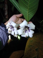 Rothmannia macrophylla