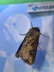 Agrotis