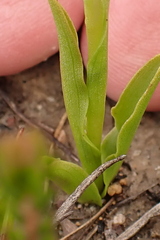 Disa cylindrica
