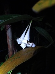 Rothmannia macrophylla