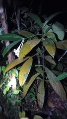 Rothmannia macrophylla