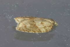 Acleris sparsana