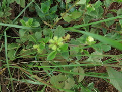 Acanthospermum australe