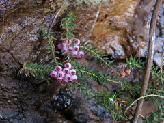 Erica strigosa