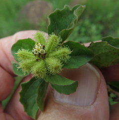 Acanthospermum australe