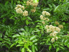 Dalbergia obovata