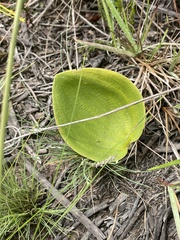Eriospermum dielsianum