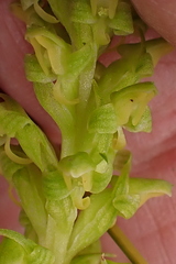 Disa cylindrica