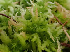 Sphagnum centrale