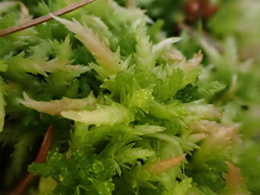 Sphagnum centrale