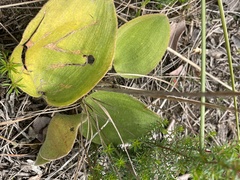 Eriospermum dielsianum