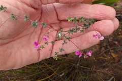 Indigofera sp19b